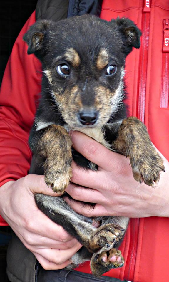 ANGELO, chiot mâle, né en décembre 2015 - (Pascani) adopté par Sandrine (dpt67) 12688210