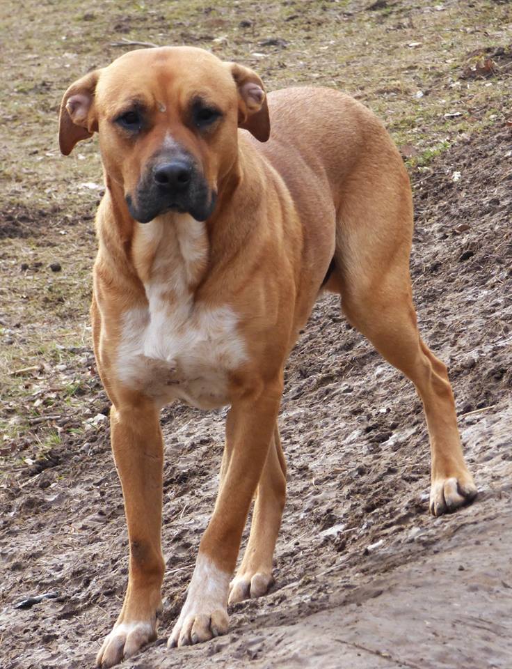 CLARK, jeune mâle typé boxer, taille moyenne (Pascani) - REMEMBER ME LAND- adopté en Roumanie 12715211