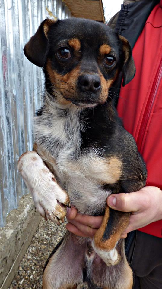 TOBY: mâle croisé pékinois, petite taille (Pascani)- adopté par Marion (Belgique) 12742610