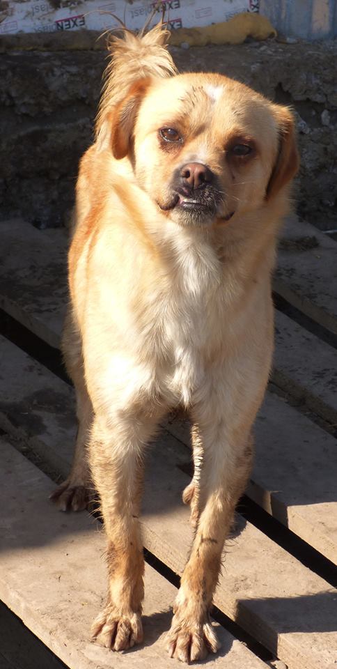 SMILEY: mâle croisé, taille petite à moyenne né en janvier 2015 (Pascani)- adopté par Eliane (51) 12803213