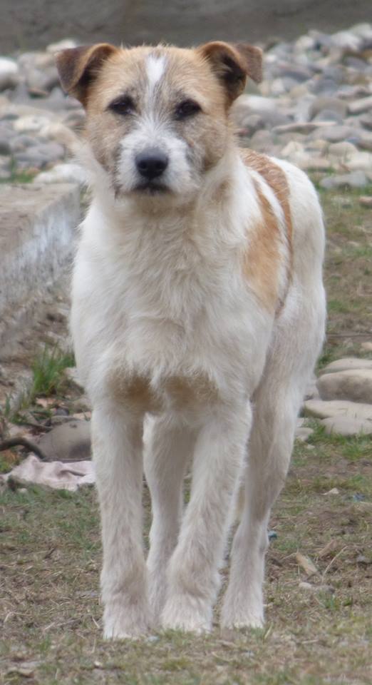MAMBO !! + de 4 ans de box !! mâle, environ en 2014, croisé, taille moyenne (PASCANI)- REMEMBER ME LAND 12805811