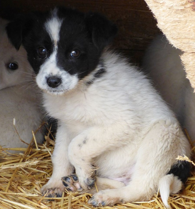 LIKOS, chiot mâle, né en décembre 2015 - REMEMBER ME LAND - ADOPTE PAR ADELINE ET XAVIER (57) 12806110