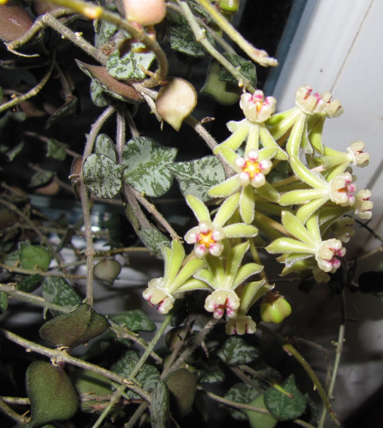 floraison de mon Hoya curtisii  Img_3714