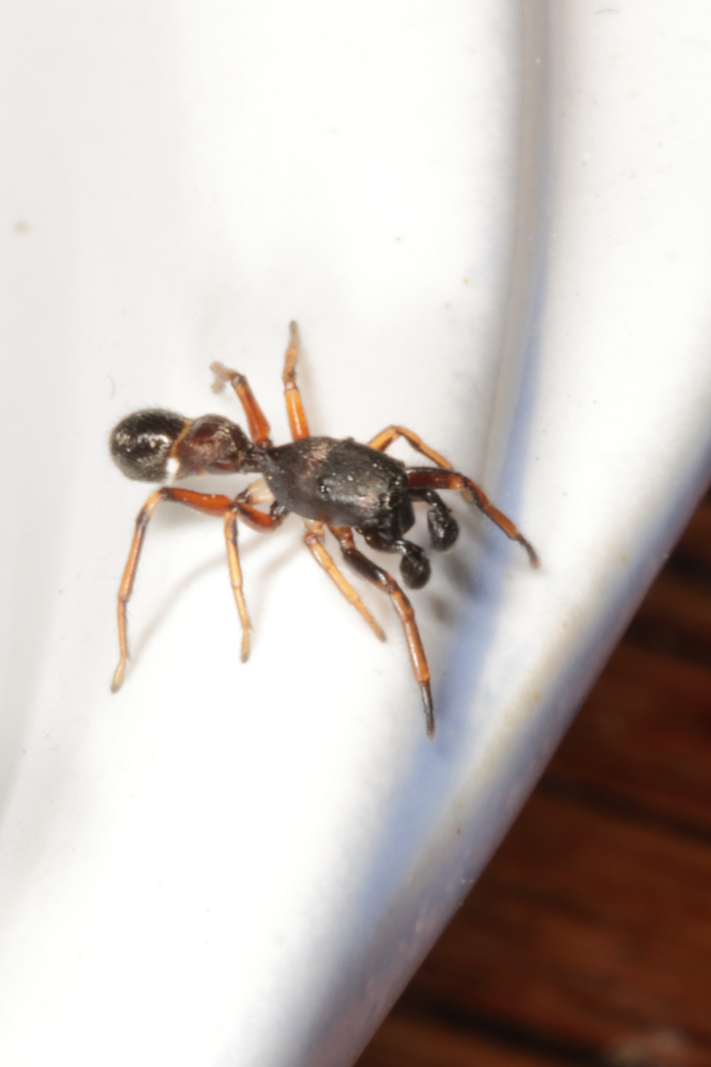 Si la fourmi n'est pas prêteuse, la sauteuse n'est pas fourmi. 9g2a0817