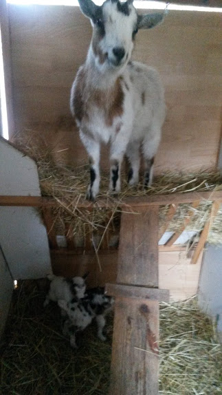 chipette et ces deux bb de 8 jours 20160212