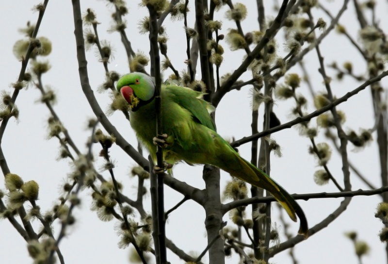 Oiseaux ...  (Staffilou) - Page 2 Img_7213