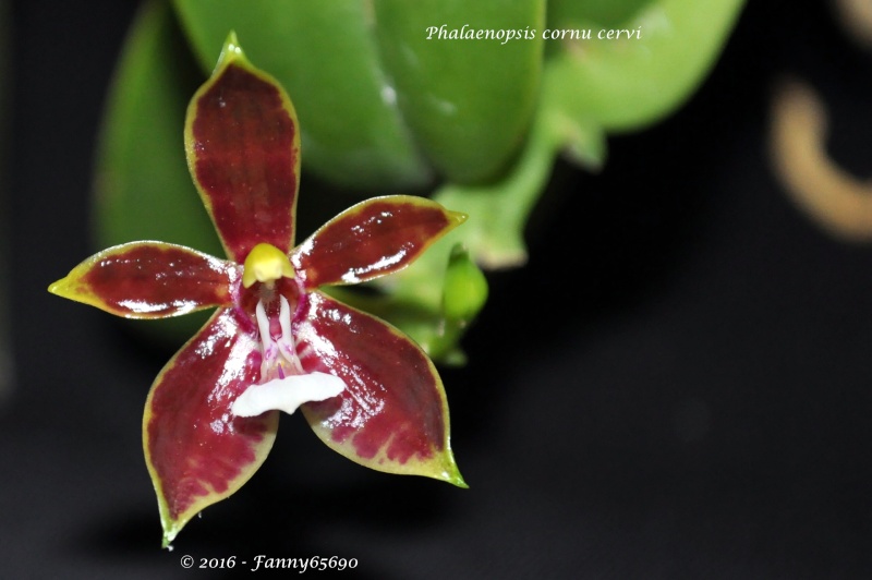 Phalaenopsis cornu-cervi Csc_0013