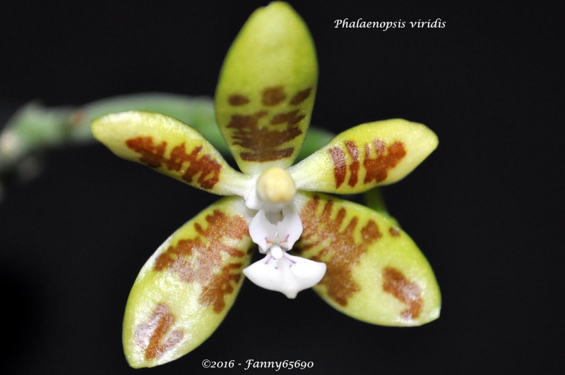 Phalaenopsis viridis Csc_0110