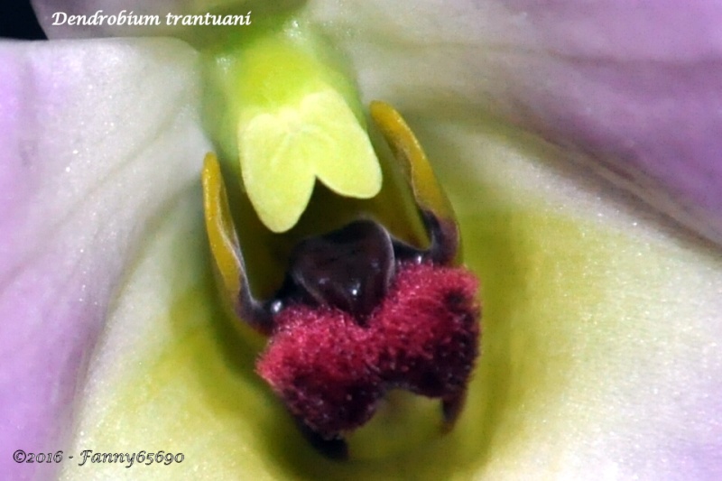 Dendrobium trantuanii Csc_0112