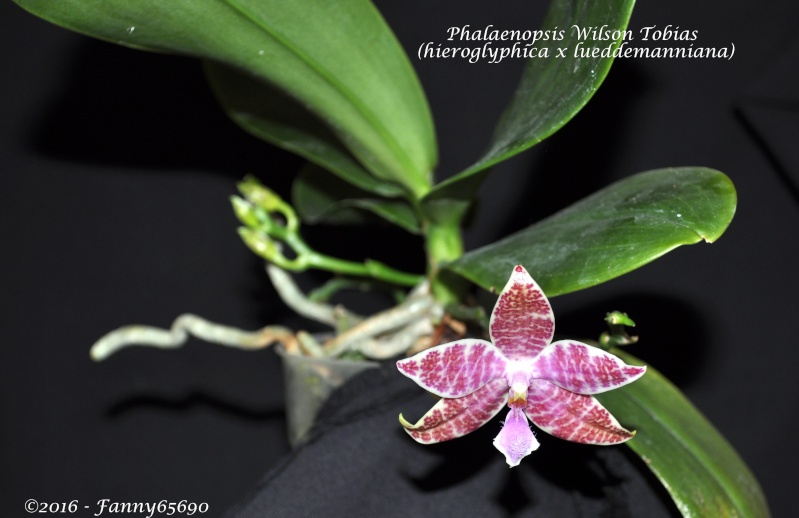 Phalaenopsis Wilson Tobia (hieroglyphica x lueddemanniana) Dsc_0010