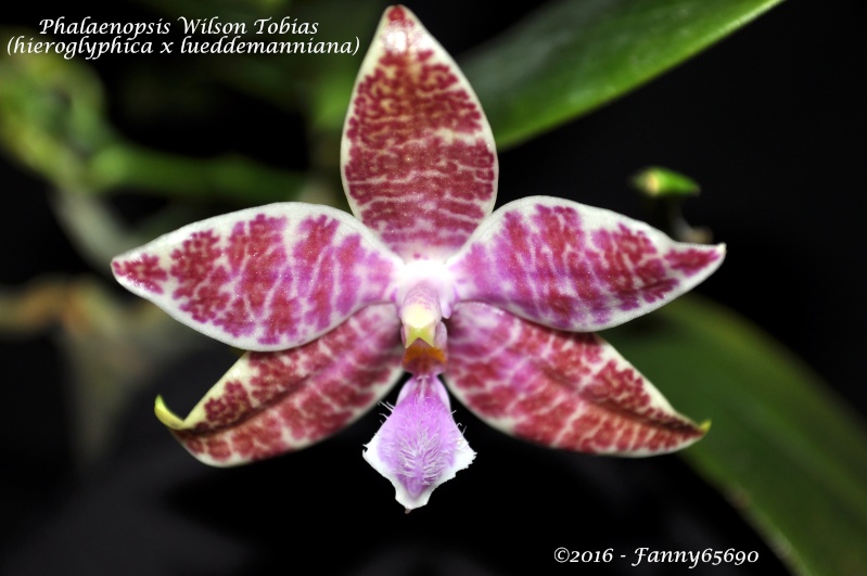 Phalaenopsis Wilson Tobias (hieroglyphica x lueddemanniana) Dsc_0011