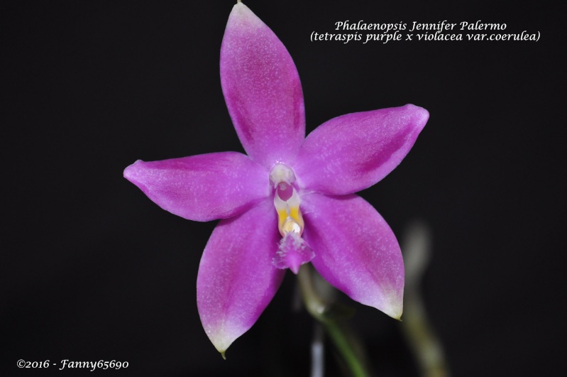 Phalaenopsis Jennifer Palermo (tetraspis "Purple" x violacea f.coerulea) Dsc_0016