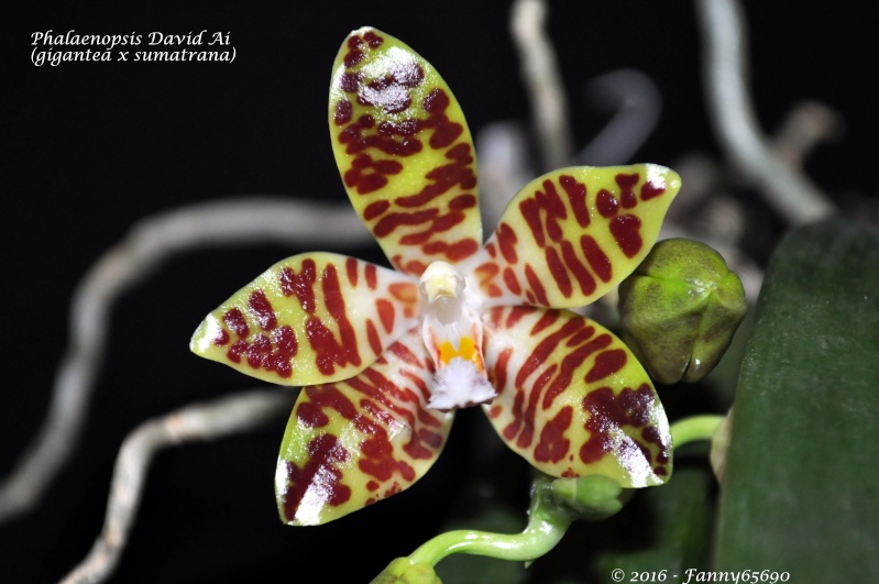 Phalaenopsis David Ai (gigantea x sumatrana) Dsc_0024
