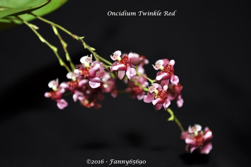 Oncidium Twinkle Red Dsc_0031