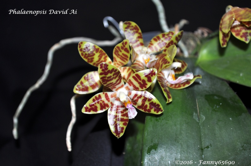 Phalaenopsis David Ai (gigantea x sumatrana) Dsc_0037