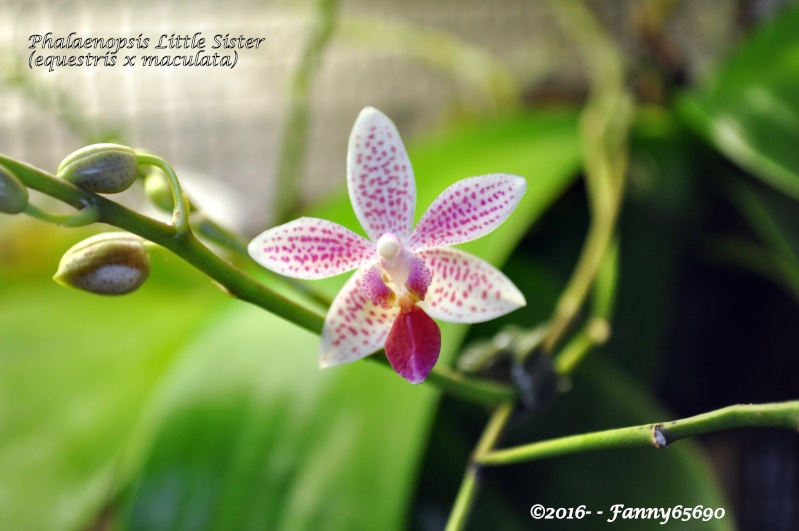 Phalaenopsis Little Sister Dsc_0118