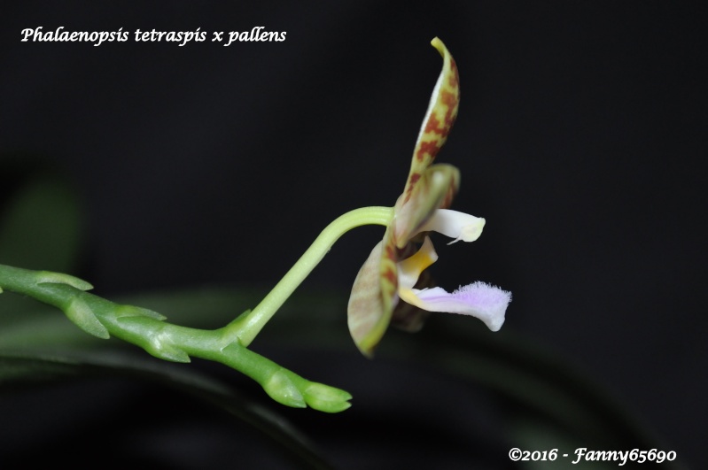 Phalaenopsis tetraspis x pallens Dsc_0120