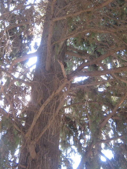 Cupressus sempervirens/Mediterranean cypress Img_8220