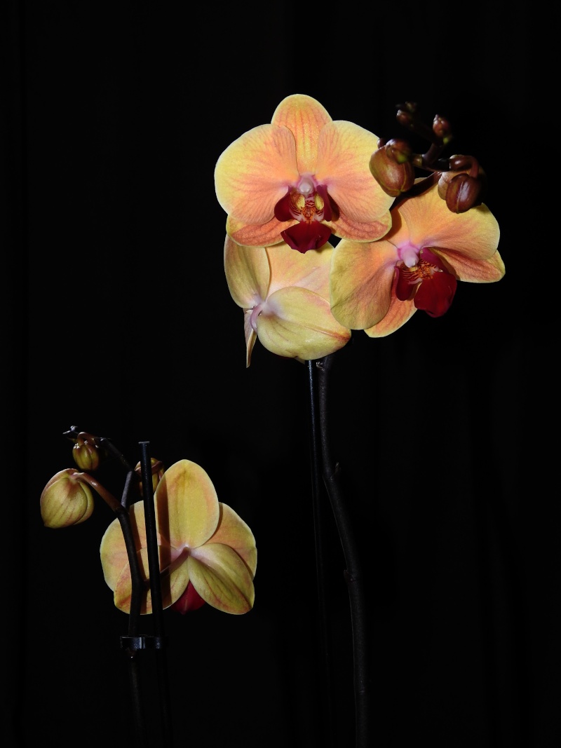 Orchidées cultivées Orchid12