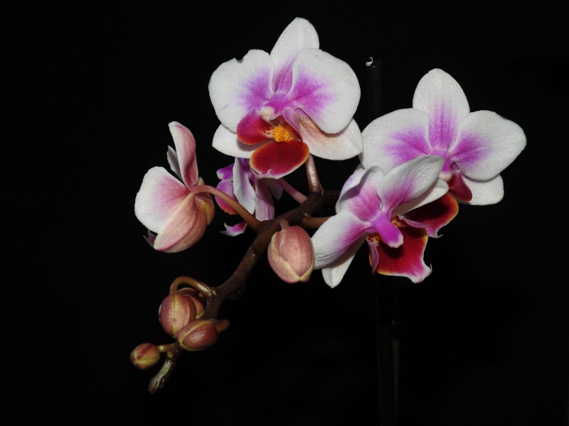 Orchidées cultivées Orchid14