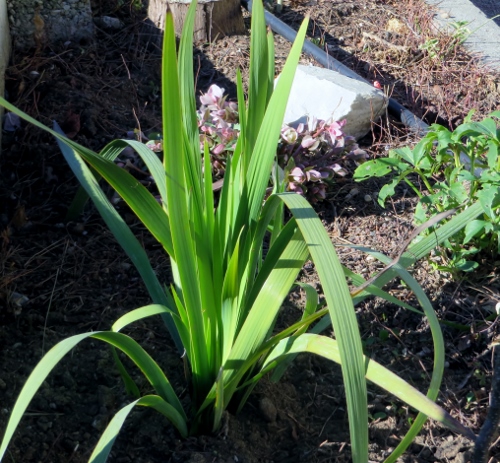 Libertia sessiliflora  (= Libertia caerulescens) 007_5010