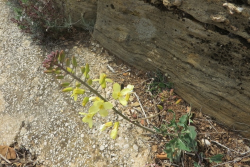 Brassica montana [identification] 067_5010