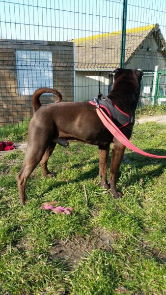 Calou 3 ans 9 mois ( 14 ) Refuge de Cabourg 20160311