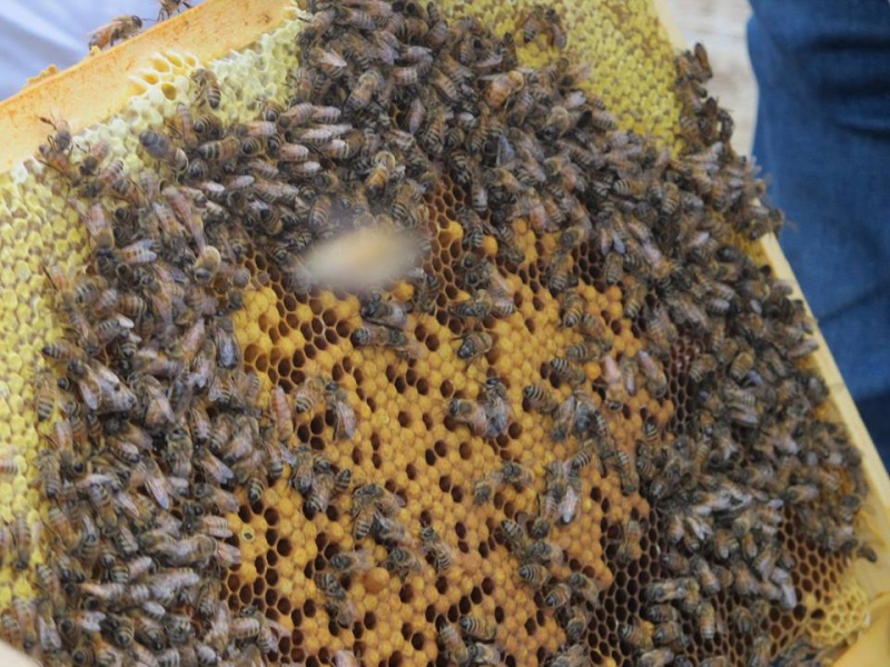 Les photographies des cours du rucher. 12745810