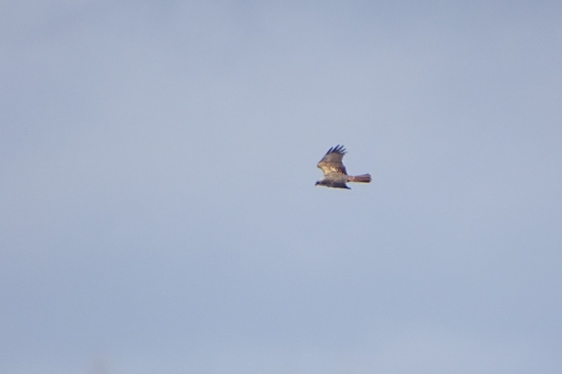 [résolu]Un rapace en vol Dsc01613