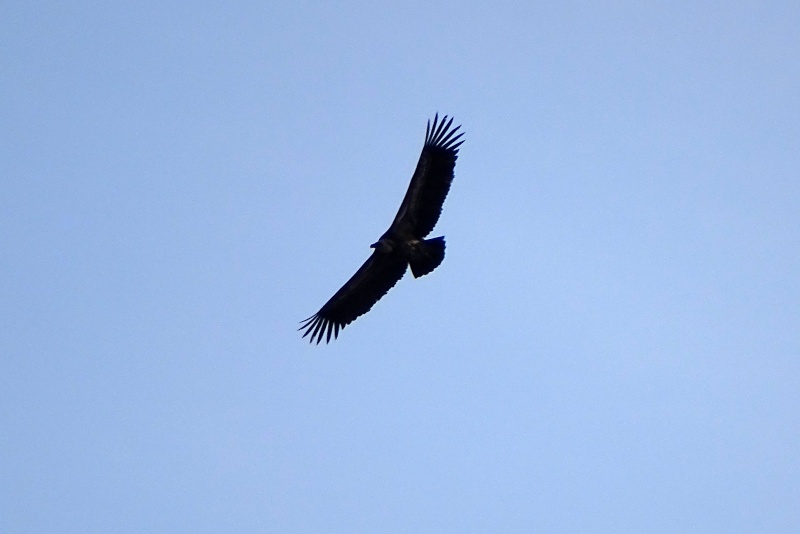 [résolu]Vautour fauve ? Dsc04616