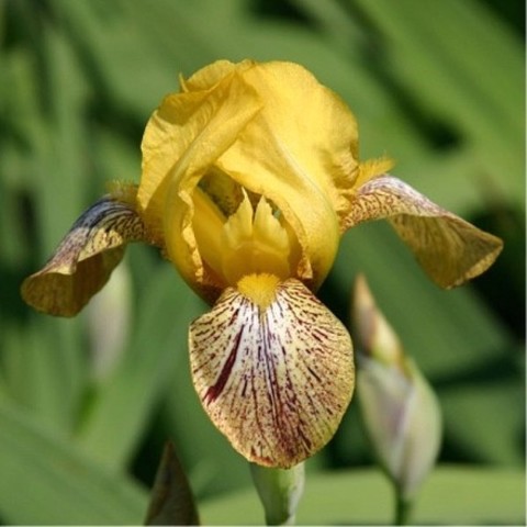 MTB - les Iris grands miniatures ou Iris de table Kaleid10