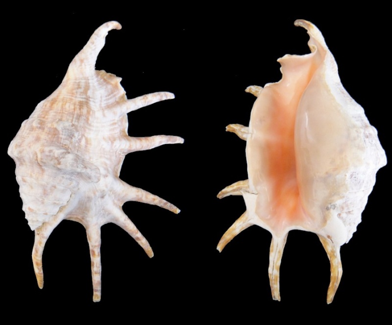 Lambis (Lambis) lambis Linnaeus, 1758 172mm10