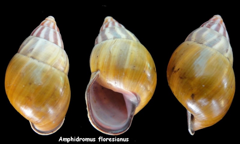 Amphidromus latestrigatus (Schepman, 1892) Amphid11