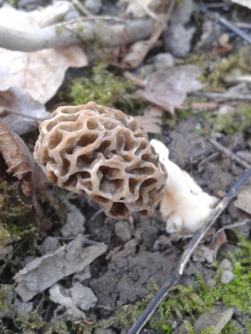 Les champignons , ( girolles , cèpes , morilles ) etc ...  - Page 40 20160339