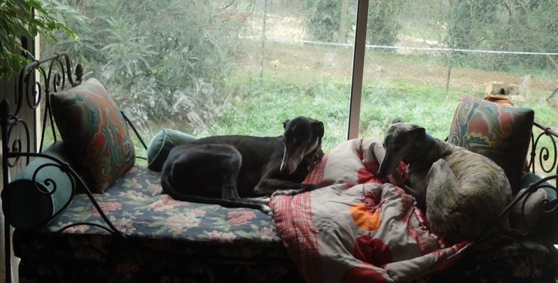 NACHO, galgo noir et blanc, 5 ans Scooby France - ADOPTE - Page 5 Nacho414