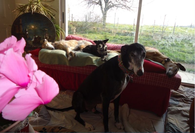 NACHO, galgo noir et blanc, 5 ans Scooby France - ADOPTE - Page 5 Nacho613