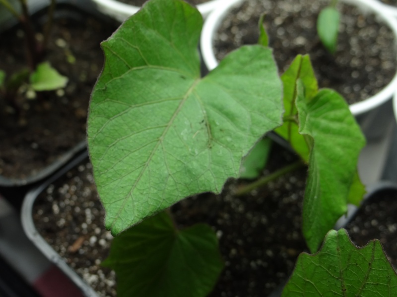 PATATE DOUCE (ipomoea batatas) - Page 5 Dsc03117