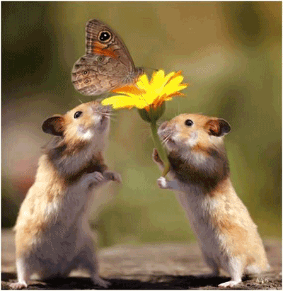 concours photo n°55:Tendresse entre biquettes/autres animaux Flora-10