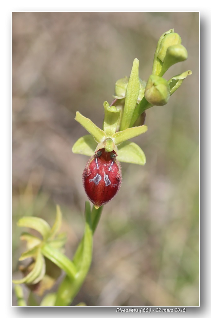 Ophrys exaltata marzuola (Ophrys de Mars ) Ophrys27