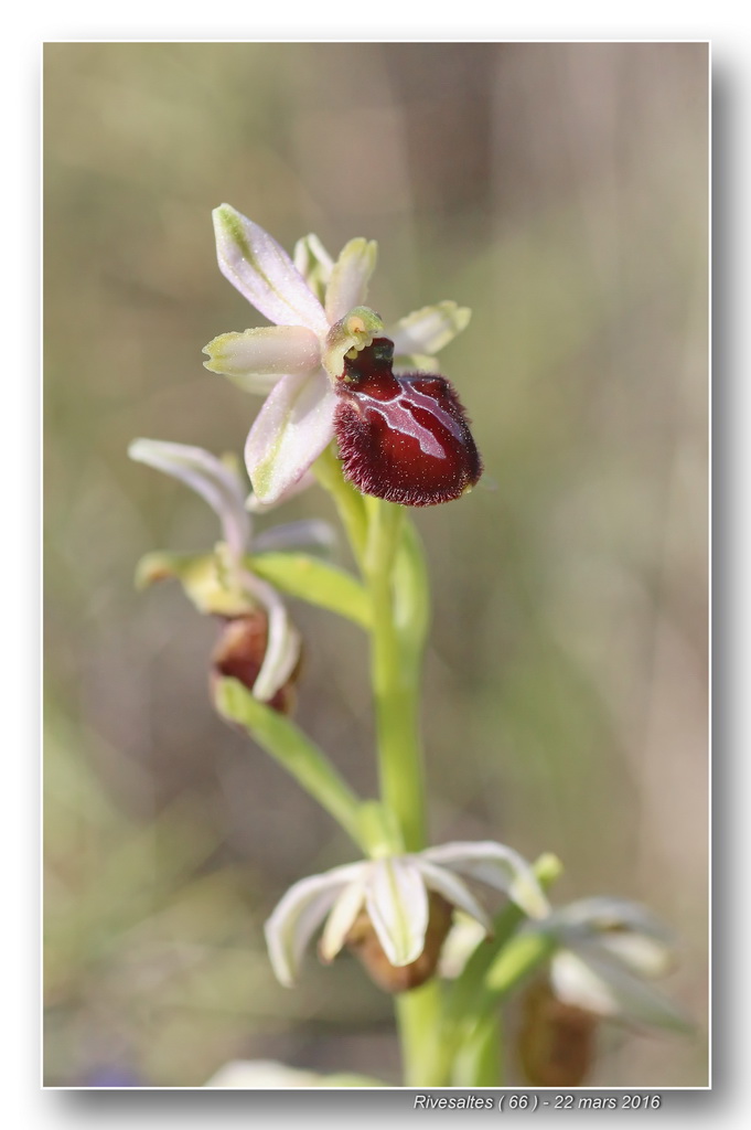 Ophrys exaltata marzuola (Ophrys de Mars ) Ophrys29