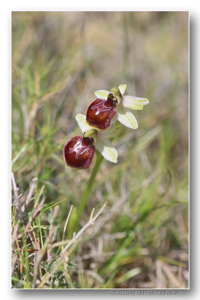 Ophrys exaltata marzuola (Ophrys de Mars ) Ophrys30