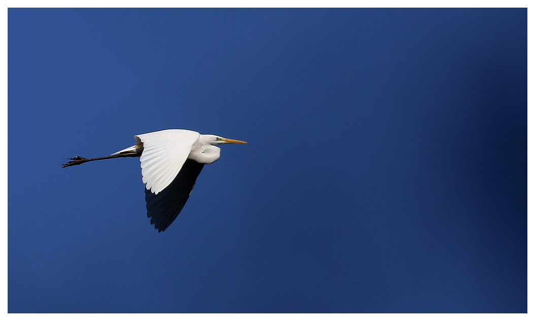 Aigrette Garzet10