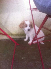On se retrouve ici entre futurs adoptants ! Lipton14