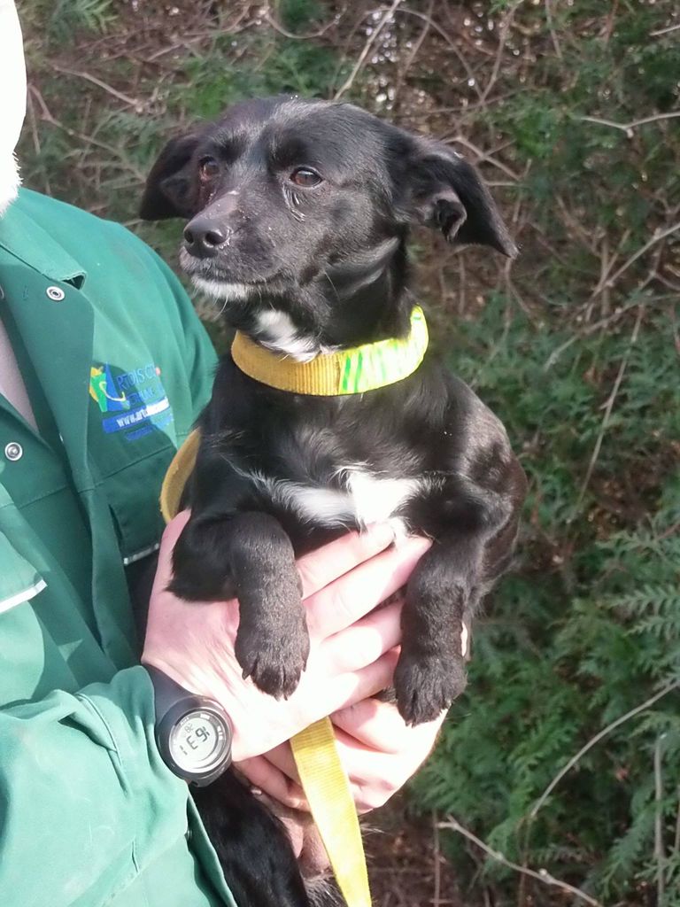 box p7,  UGOo  - x braque/labrador noir male 2 ans de Béthune 62 -  refuge du Mordant, Toul (54)  12499610