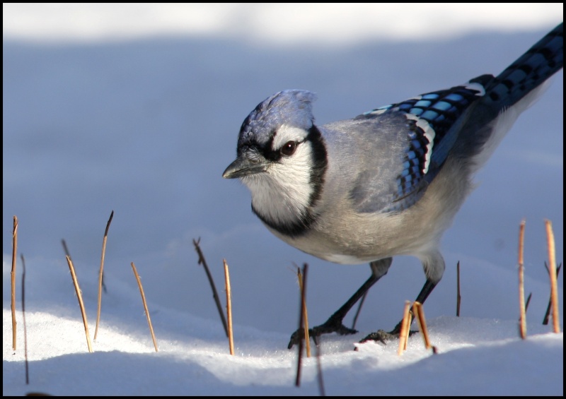  [Ouvert] FIL - Oiseaux. - Page 13 Gaie_b10