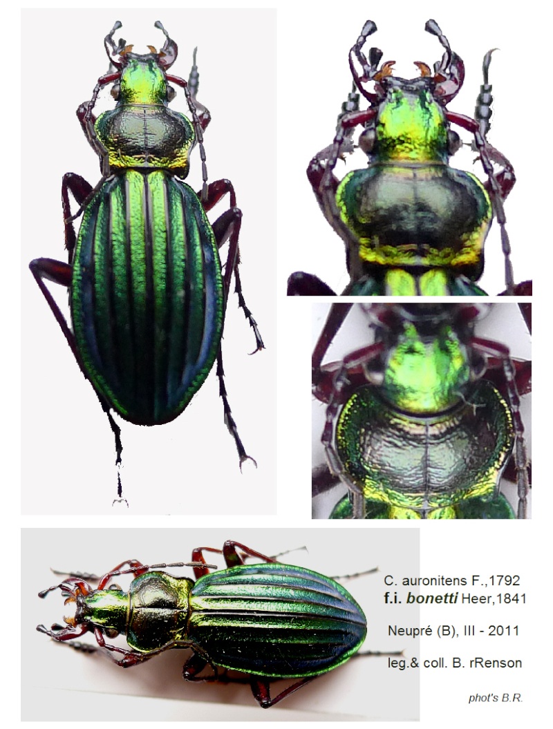 Carabus auronitens... Spéciaux ! Aur_bo10