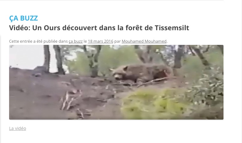 (Vidéo) (Scoop) Un ours découvert dans la forêt de Tissemslit (Algérie) Ours_a10