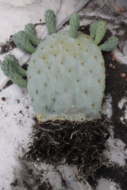 Rempotage cactus 19 mars 2016 Rempot22