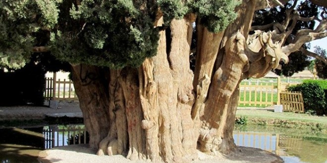 E pabesueshme.Kjo peme eshte 4500 vjecare B2de1e10