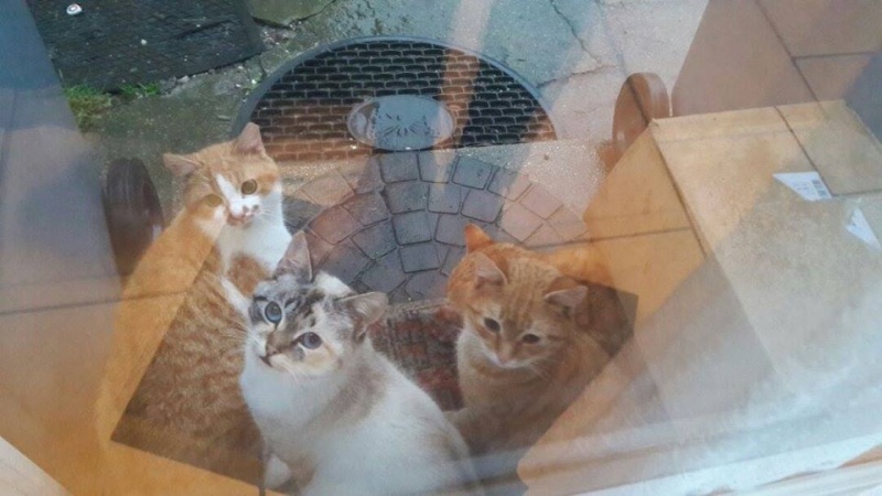 SOS dans le NPDC 8 petits de 8 mois dont une ou 2 bombes siamoisees 12794310